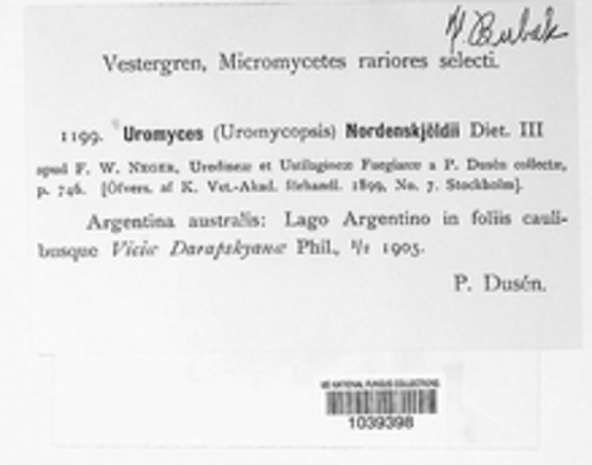 Uromyces nordenskjoldii image